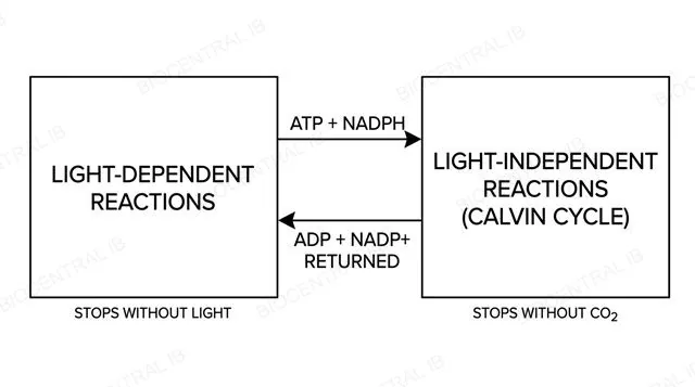 Diagram showing the light-dependent reactions supplying ATP and NADPH to the light-independent reactions and receiving ADP and NADP+ back, each side labeled with what stops it, labeled
