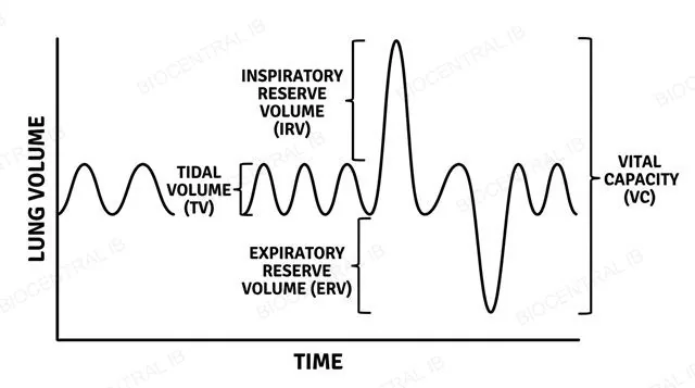 A spirometer trace (kymograph) over time showing tidal volume as small regular oscillations, with inspiratory reserve volume above and expiratory reserve volume below, and vital capacity spanning all three, labeled