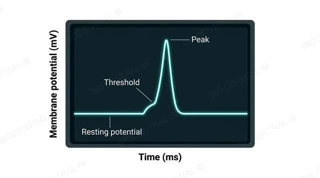 An oscilloscope screen displaying a trace of membrane potential against time, with a flat resting-potential section followed by a sharp action-potential spike, axes labeled membrane potential millivolts and time milliseconds, and the trace itself labeled resting potential, threshold and peak
