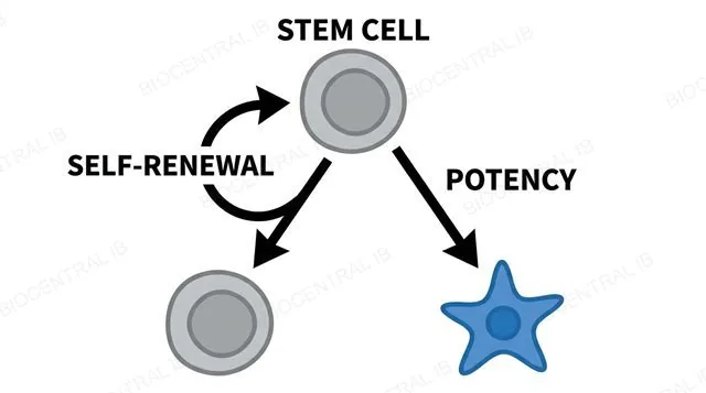 A stem cell dividing to renew itself and also to produce a differentiating daughter cell, labeled with self-renewal and potency