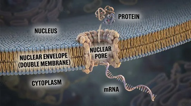 The nuclear double membrane with nuclear pores regulating mRNA exiting and proteins entering, labeled