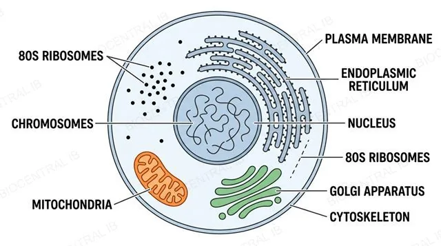 Labelled eukaryotic animal cell showing nucleus, mitochondria, ER, Golgi apparatus, and cytoskeleton