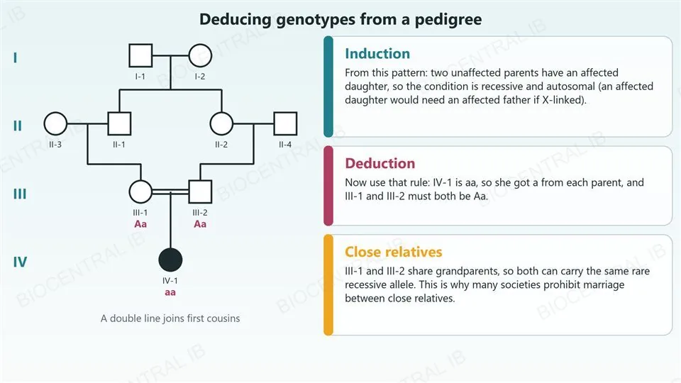 A four-generation pedigree chart in which first cousins III-1 and III-2, joined by a double line, have an affected daughter IV-1 shown as a filled circle. IV-1 is labelled aa and both of her unaffected parents are labelled Aa. Three cards explain induction (two unaffected parents with an affected daughter show a recessive, autosomal condition), deduction (IV-1 is aa, so both parents must be Aa) and close relatives (they share grandparents and so can carry the same rare recessive allele).