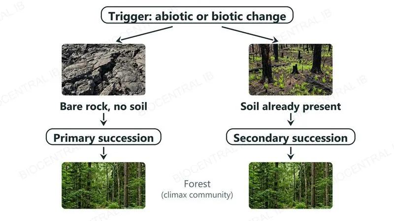A diagram in which bare rock with no soil leads to primary succession and burnt ground with soil leads to secondary succession, both starting from a trigger
