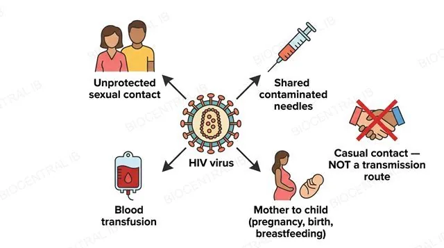 A flat diagram with a central HIV virus icon and four labeled arrows pointing outward to icons for Unprotected sexual contact, Shared contaminated needles, Blood transfusion and Mother to child pregnancy birth breastfeeding, plus one separate crossed-out icon for a handshake labeled Casual contact not a transmission route
