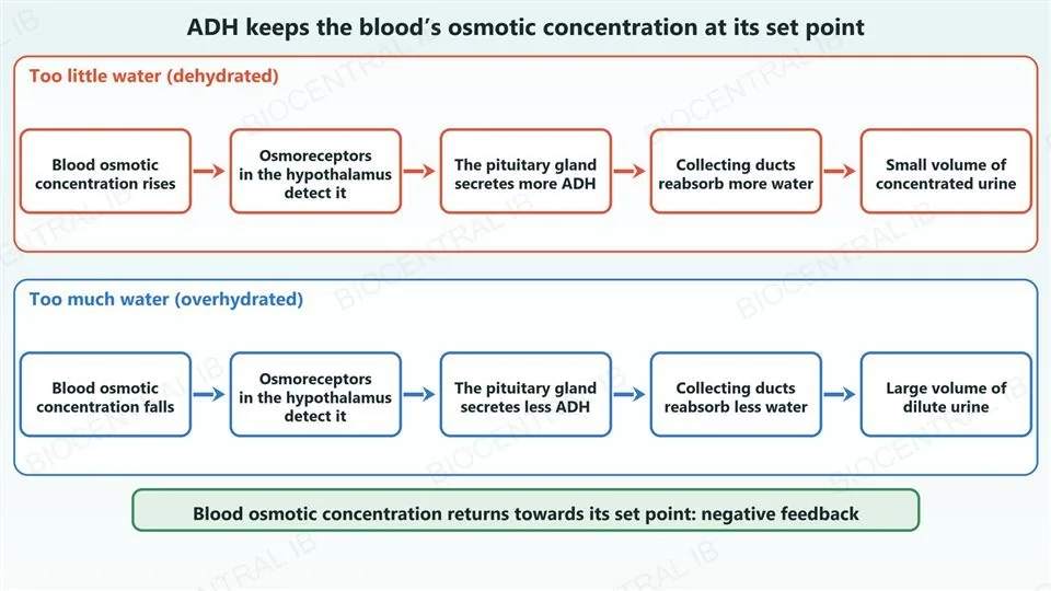 Two rows of five boxes joined by arrows. Red row, too little water (dehydrated): blood osmotic concentration rises, osmoreceptors in the hypothalamus detect it, the pituitary gland secretes more ADH, collecting ducts reabsorb more water, small volume of concentrated urine. Blue row, too much water (overhydrated): blood osmotic concentration falls, osmoreceptors in the hypothalamus detect it, the pituitary gland secretes less ADH, collecting ducts reabsorb less water, large volume of dilute urine. A banner below says that blood osmotic concentration returns towards its set point, which is negative feedback.