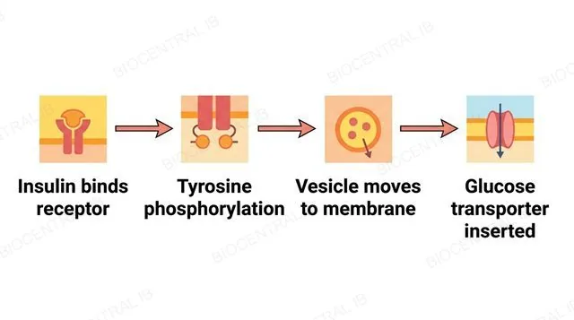 A four-step flowchart of the insulin tyrosine kinase receptor pathway connected by three single-arrowhead arrows, labeled insulin binds receptor, tyrosine phosphorylation, vesicle moves to membrane and glucose transporter inserted