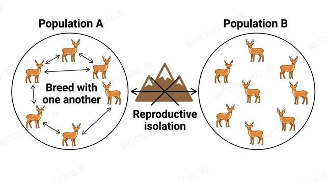 A flat diagram of two same-species deer populations in separate circles labeled Population A and Population B, with breeding arrows inside each circle and a mountain-range barrier blocking a crossed-out arrow between them labeled reproductive isolation