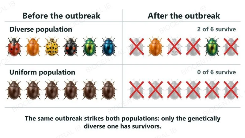 Two rows of six beetles before and after a disease outbreak: the diverse population (six different colours and patterns) keeps two survivors, while the uniform population (six identical dark brown beetles) loses all six
