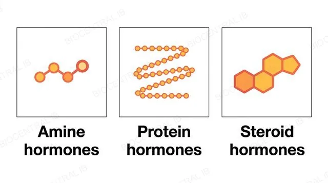 Three panels showing the three chemical groups of hormones as abstract molecular icons, labeled amine hormones, protein hormones and steroid hormones