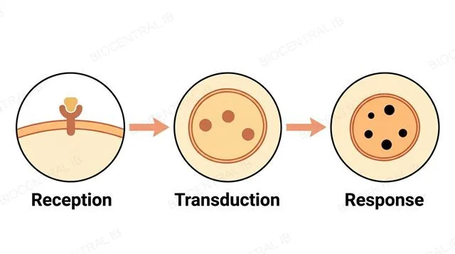A three-stage flowchart: receptor and ligand docking, then a relay chain inside the cell, then an altered cell response, connected by two single-arrowhead arrows, labeled reception, transduction and response