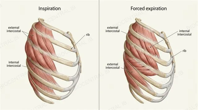 A ribcage cross-section showing external intercostal muscles contracted to raise the ribs and internal intercostal muscles stretched, labeled inspiration and expiration