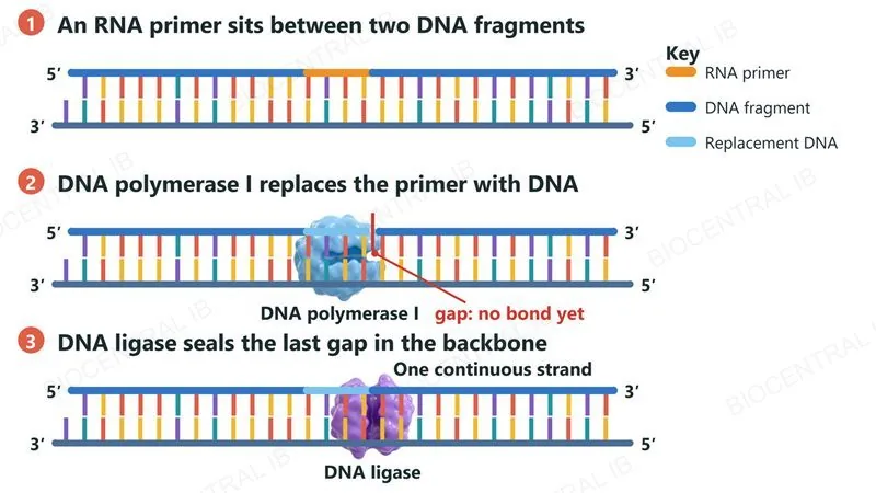 Three steps: an RNA primer lies between two DNA fragments; DNA polymerase I replaces the primer with DNA, leaving one gap in the backbone; DNA ligase seals the gap so the new strand is one continuous piece