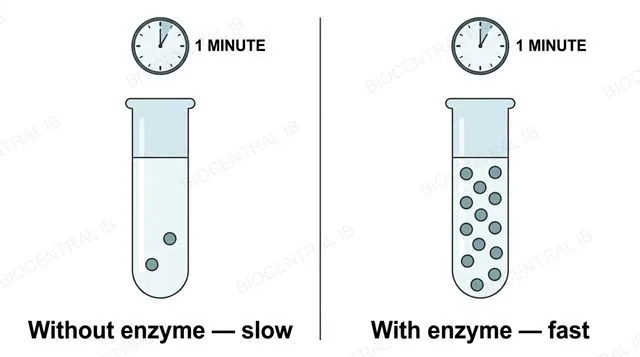 Side-by-side comparison diagram showing very few product molecules forming without an enzyme present versus many product molecules forming quickly with an enzyme present, labeled without enzyme and with enzyme