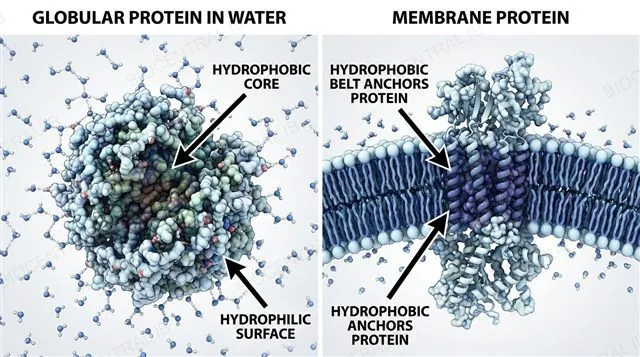 A globular protein with a hydrophobic core and hydrophilic surface, next to a membrane protein whose hydrophobic region anchors it in the phospholipid bilayer