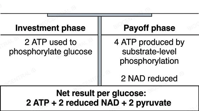 Ledger-style diagram of glycolysis showing the investment phase using 2 ATP and the payoff phase producing 4 ATP and 2 reduced NAD, net result 2 ATP