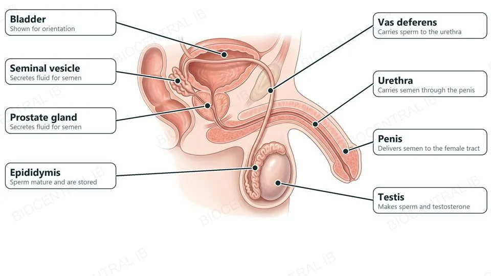 A side-view anatomical illustration of the male reproductive system labelled with each structure and its function: testis makes sperm and testosterone; epididymis, where sperm mature and are stored; vas deferens carries sperm; seminal vesicle and prostate gland secrete the fluids of semen; urethra and penis deliver semen; bladder shown for orientation.