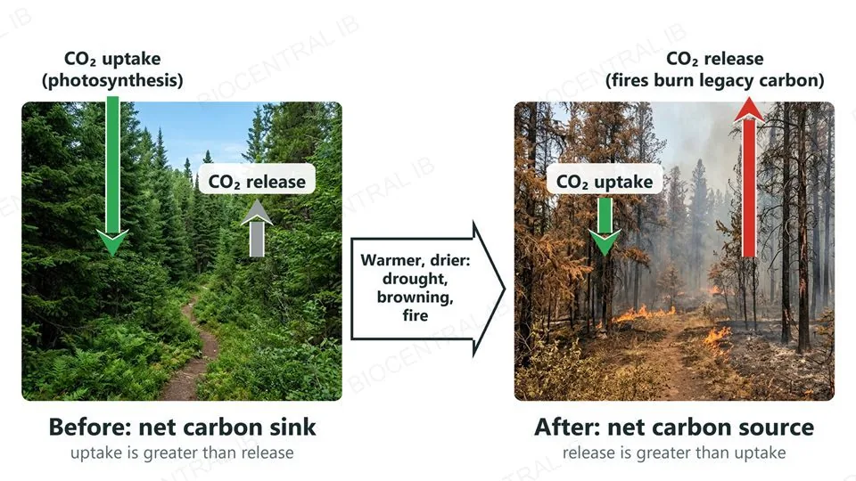 A healthy green boreal forest with a long CO2 uptake arrow and a short release arrow, labelled net carbon sink, and after drought, browning and fire a brown, burning forest with a short uptake arrow and a long release arrow, labelled net carbon source