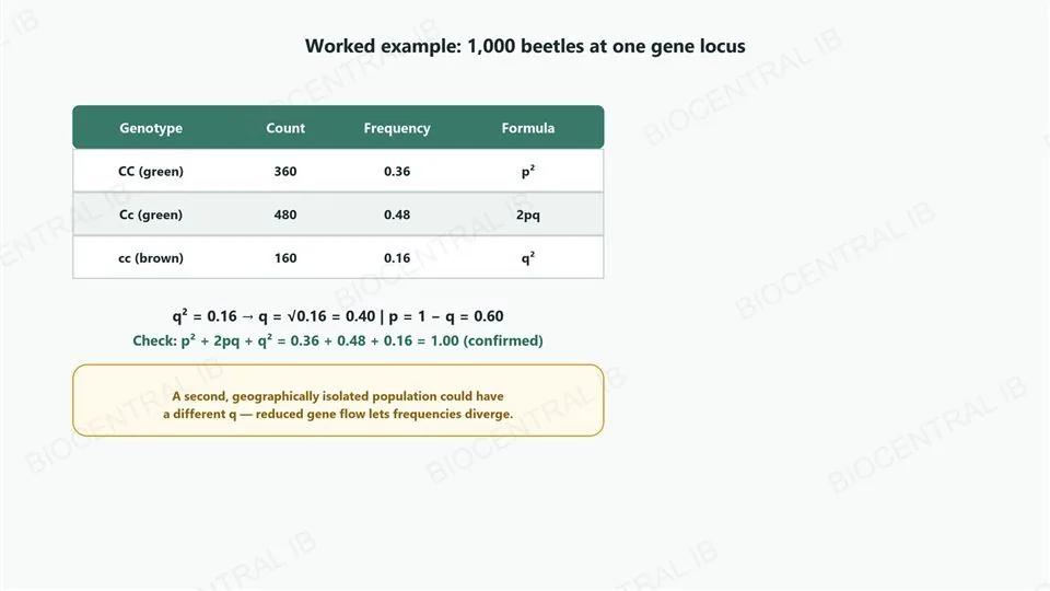 A table with four columns, genotype, count, frequency, formula, and three rows: CC green 360 0.36 p squared, Cc green 480 0.48 2pq, cc brown 160 0.16 q squared. Below, the calculation q squared equals 0.16 so q equals the square root of 0.16 equals 0.40, p equals 1 minus q equals 0.60, then a check that p squared plus 2pq plus q squared equals 0.36 plus 0.48 plus 0.16 equals 1.00, confirmed. A footer note says a second, geographically isolated population could have a different q, since reduced gene flow lets frequencies diverge.