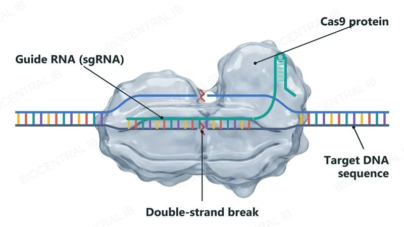 A photographic render of the Cas9 protein with a guide RNA base-paired to one DNA strand at the target site and both DNA strands cut, giving a double-strand break