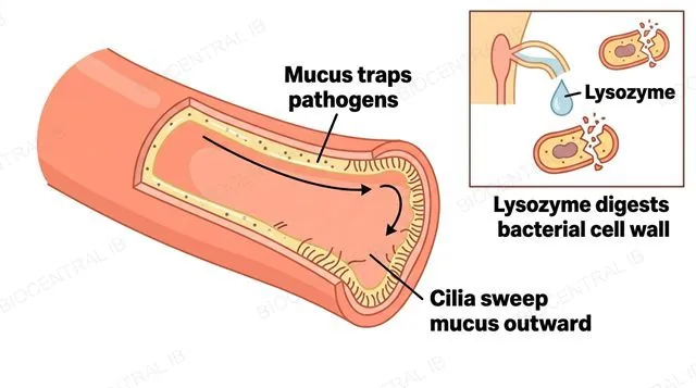 A flat diagram of an airway lined with mucous membrane, showing mucus trapping pathogen particles and cilia sweeping them outward, plus a small inset of a tear duct releasing lysozyme onto a bacterial cell wall, labeled Mucus traps pathogens, Cilia sweep mucus outward and Lysozyme digests bacterial cell wall