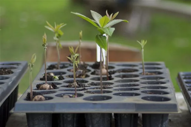 A real photograph of oak (Quercus humboldtii) seedlings showing positive phototropism, bending their stems toward a light source