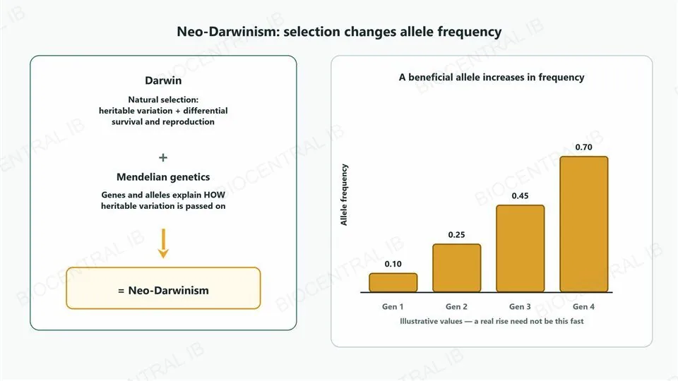 Left, two stacked boxes, Darwin, natural selection, heritable variation plus differential survival and reproduction, a plus sign, then Mendelian genetics, genes and alleles explain how heritable variation is passed on, with an arrow down to a box reading equals neo-Darwinism. Right, a bar chart of allele frequency rising over four generations, 0.10, 0.25, 0.45, 0.70, captioned a beneficial allele increases in frequency, illustrative values.