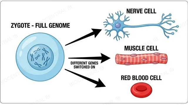 Diagram showing a zygote branching into a nerve cell, muscle cell, and red blood cell via different gene expression
