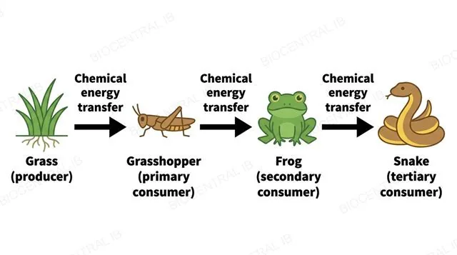 A flat horizontal food chain diagram of four organism icons in order, grass producer, grasshopper primary consumer, frog secondary consumer, snake tertiary consumer, connected by three left-to-right arrows each labeled chemical energy transfer