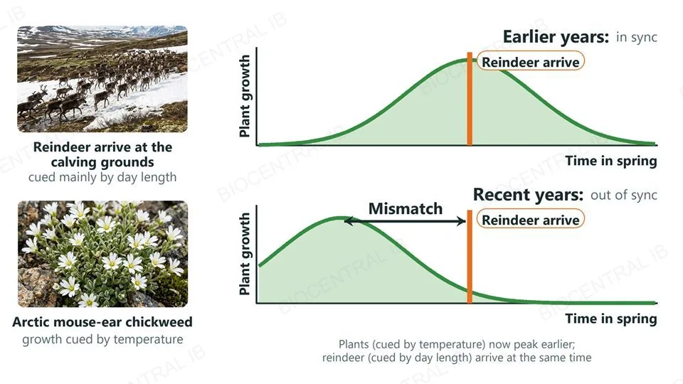 Photographs of reindeer on spring tundra and of Arctic mouse-ear chickweed, beside two graphs of plant growth against time in spring with the reindeer arrival marked at the same time in both: in earlier years the reindeer arrive at the growth peak; in recent years the growth peak has moved earlier and an arrow labelled mismatch separates it from the reindeer arrival