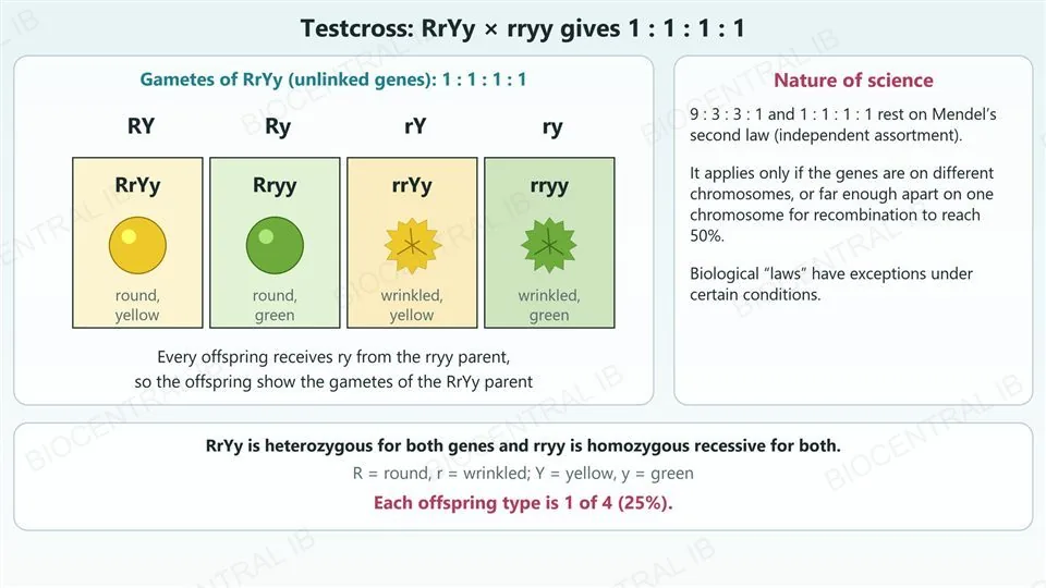 A testcross of RrYy with rryy. The RrYy parent makes gametes RY, Ry, rY and ry, and every offspring also receives ry, giving four offspring types in equal numbers: RrYy round yellow, Rryy round green, rrYy wrinkled yellow and rryy wrinkled green, each 1 of 4. A side card on the nature of science says the ratios depend on Mendel’s second law, which applies only to unlinked genes, and that biological laws have exceptions.