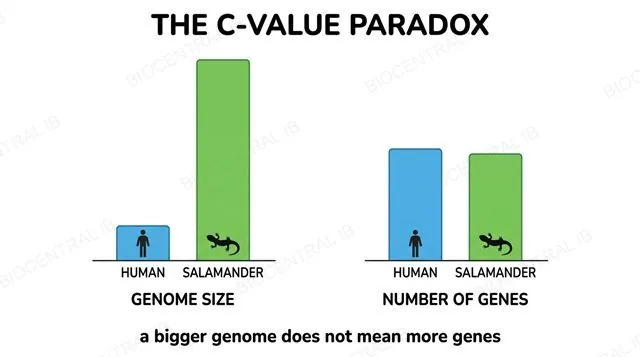 Bar chart comparing genome size and number of genes between a human and a salamander: the salamander genome is much larger, but gene number is similar