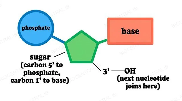 A labelled DNA nucleotide showing the phosphate, sugar, and base, with carbon positions marked