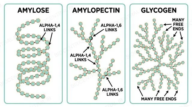 Amylose as a coiled helix, amylopectin as a branched structure, and glycogen as an even more highly branched structure, all made of alpha-glucose