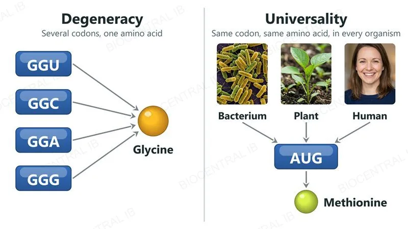Degeneracy: four codons GGU, GGC, GGA and GGG all lead to the amino acid glycine. Universality: photographs of a bacterium, a plant and a human all lead to the codon AUG and the amino acid methionine.