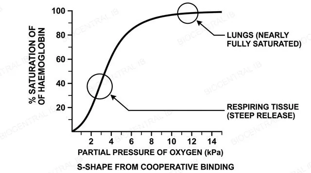 A single S-shaped sigmoidal oxygen dissociation curve, percent saturation of haemoglobin on the y axis against partial pressure of oxygen in kilopascals on the x axis, with the flat plateau region near 12 to 13 kPa labeled lungs and the steep middle region near 2 to 3 kPa labeled respiring tissue, labeled