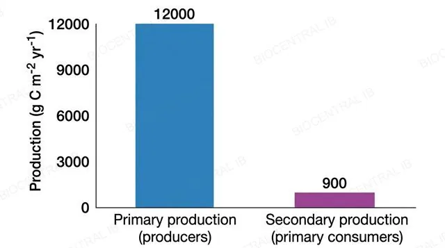 A flat bar chart with a numeric y-axis labeled production in grams carbon per square metre per year and two bars, primary production producers 12000 and secondary production primary consumers 900, each bar showing its exact value above it