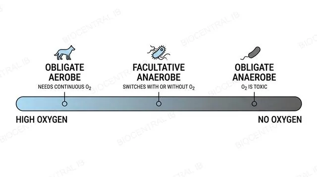 A horizontal oxygen-tolerance gradient labeled from obligate aerobe through facultative anaerobe to obligate anaerobe, with example organism icons at each point