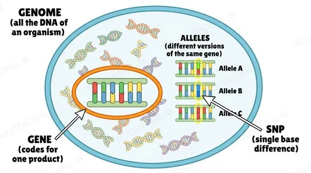 Diagram of a cell nucleus showing genome, gene, allele and SNP nested at increasing levels of detail