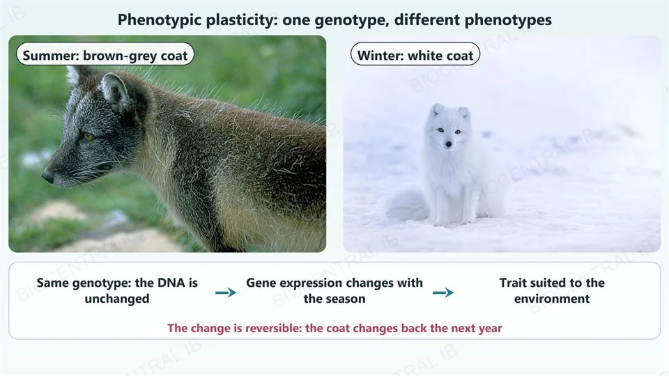 Two photographs of Arctic foxes: on the left one in its summer coat, brown and grey against green grass, and on the right one in its white winter coat sitting in snow. A caption row says the same genotype with the DNA unchanged leads to gene expression changing with the season, giving a trait suited to the environment, and that the change is reversible because the coat changes back the next year.