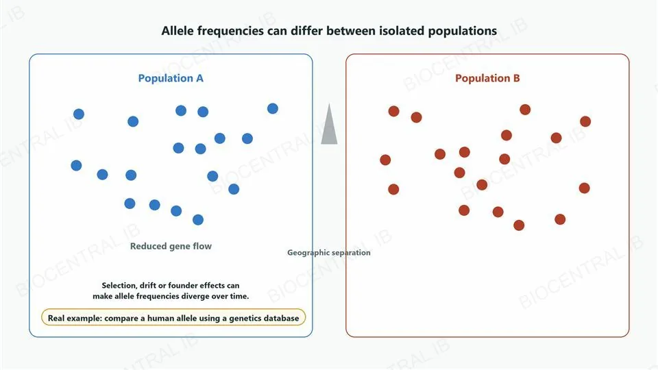 Two bordered panels, population A on the left in blue dots and population B on the right in red dots, separated by a grey triangular barrier icon labelled geographic separation, with reduced gene flow captioned beneath population A. A footer pill reads real example, compare a human allele using a genetics database.