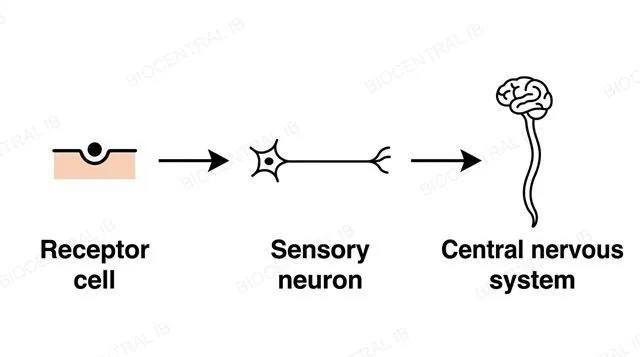 A single-direction chain from a receptor cell to a sensory neuron to the central nervous system, labeled receptor cell, sensory neuron and central nervous system