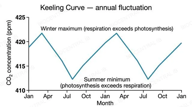 A flat line graph titled Keeling Curve annual fluctuation with a numeric x-axis of months across two years and a numeric y-axis of CO2 concentration in ppm from 410 to 425, a zigzag line with a labeled summer minimum around 412 ppm and a labeled winter maximum around 422 ppm
