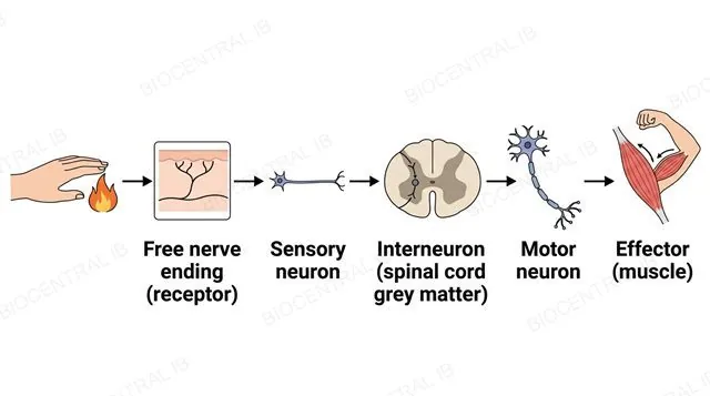 A five-stage reflex arc chain from a hand touching a flame to a free nerve ending to a sensory neuron to an interneuron in the spinal cord grey matter to a motor neuron to a muscle effector, labeled free nerve ending receptor, sensory neuron, interneuron spinal cord grey matter, motor neuron and effector muscle