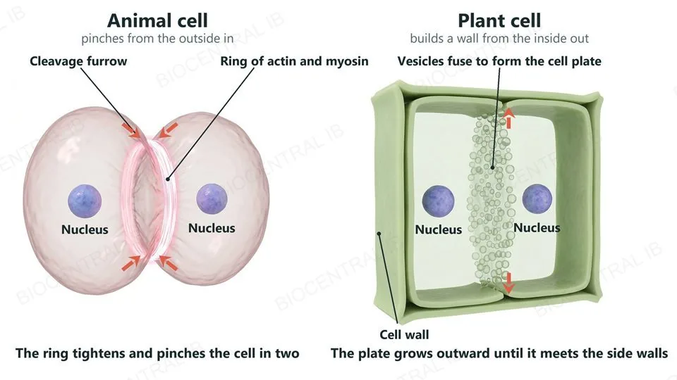 Two labeled cells in cytokinesis. On the left, an animal cell pinched into two lobes by a glowing ring of actin and myosin around its waist, with a cleavage furrow at the surface, red arrows showing the groove moving inward, and one nucleus in each lobe. On the right, a plant cell inside a rigid wall, cut open, with a partition of fusing vesicles, the cell plate, growing outward from its middle toward the side walls, and a nucleus on each side.