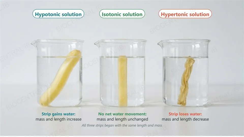 Three identical glass beakers, each with one potato strip: in the hypotonic solution the strip is swollen and longer and is labelled as gaining water, in the isotonic solution it is straight and unchanged, and in the hypertonic solution it is shrunken and wrinkled and is labelled as losing water.