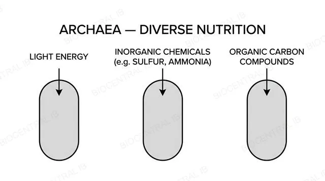 Three archaeal cell icons under the heading archaea diverse nutrition, each with a labeled arrow reading light energy, inorganic chemicals, or organic carbon