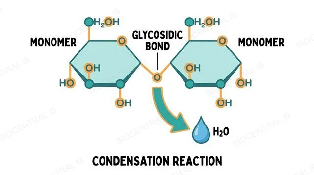 Two glucose monomers joining in a condensation reaction, releasing a water molecule and forming a glycosidic bond
