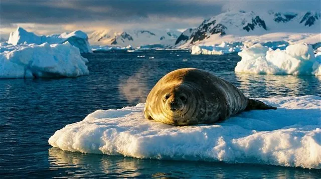 A cross-section of skin showing a thick layer of adipose tissue beneath, and a seal insulated by blubber resting in cold water