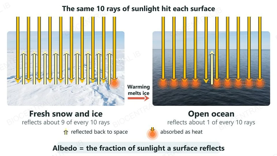 Photographs of bright fresh snow and dark open ocean, each receiving the same ten arrows of sunlight: over the snow nine arrows are reflected back and one is absorbed as heat, over the ocean one is reflected and nine are absorbed, with an arrow between them labelled warming melts ice